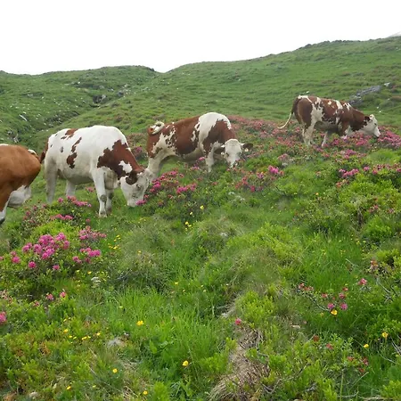 Gæstehus Tofererhof